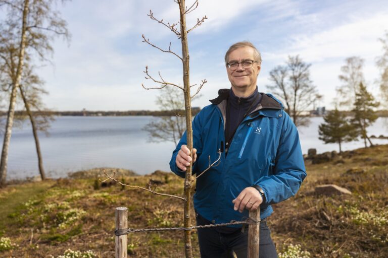 Risto Mellas ja Toivo-puu