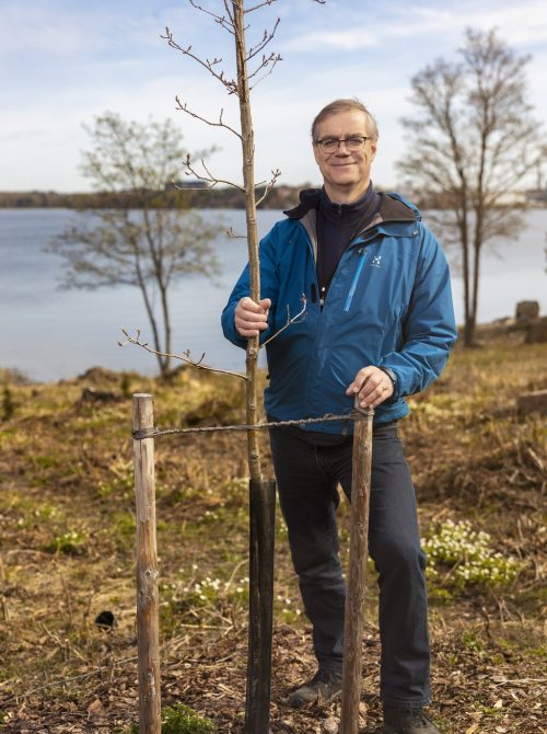 Risto Mellas ja Toivo-puu